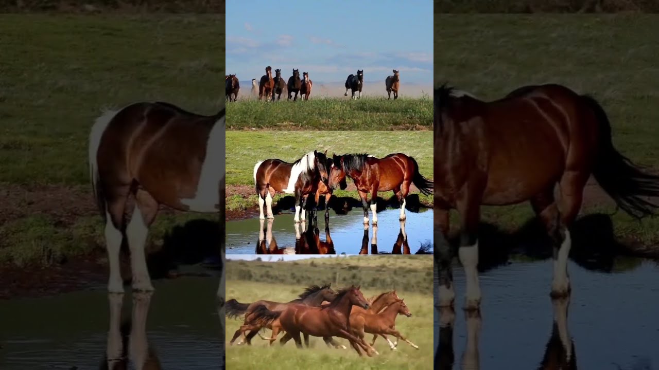 Wild Horse Observation Lot A Stunning Wildlife Experience In Tulsa Oklahoma