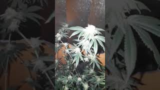 Top shelf weed
