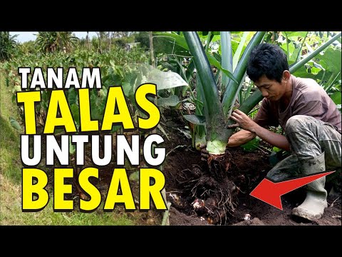 Video: Menanam Taro Boleh Dimakan Di Taman - Petua Menuai Akar Talas
