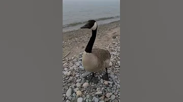 Baby Canada Geese Swarm