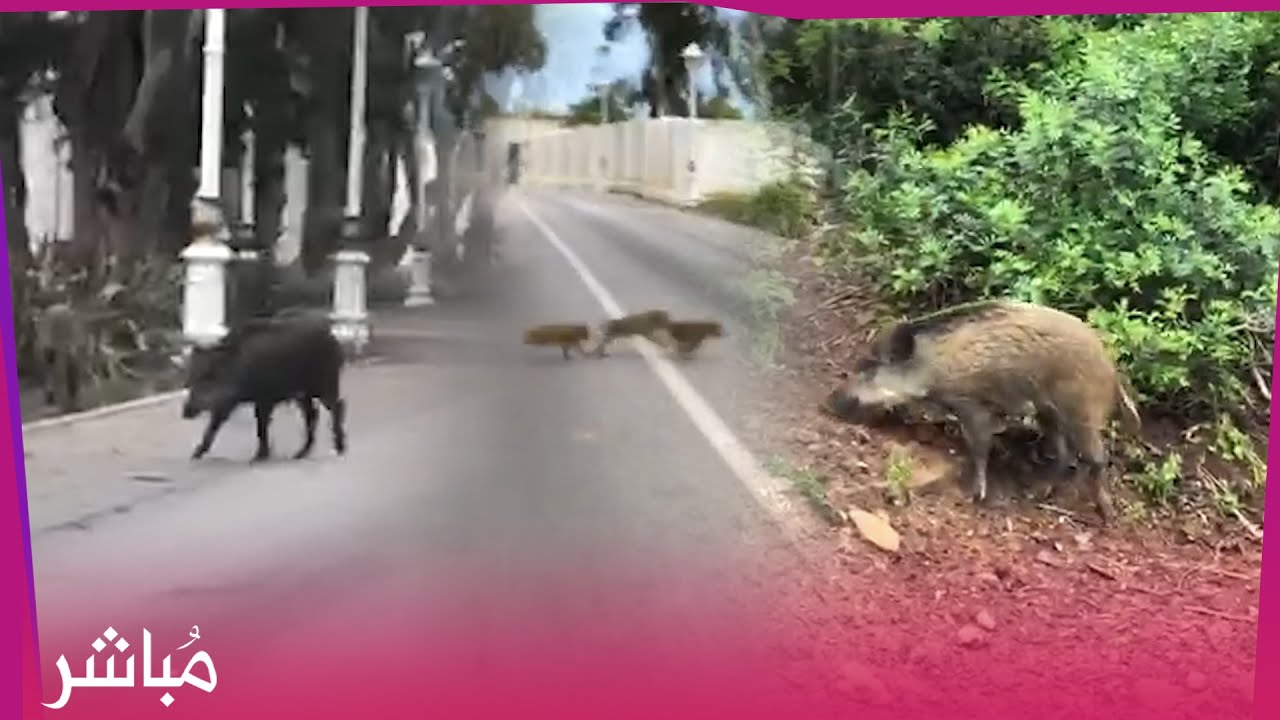 الحلّوف يتجول في غابات طنجة بكل ارياحية مستغلا حالة الطوارئ