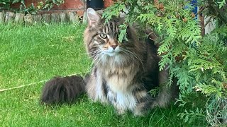 DOG SIZED Maine Coon Cat Thinks He’s A Dog!