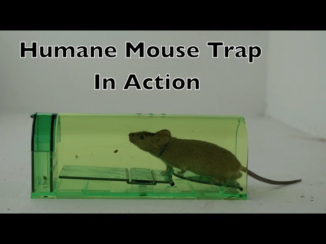 Humane Mouse Trap In Action - Full Review With Real Mice & Motion