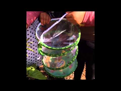 Setting the Butterflies Free- Harding University Partnership School