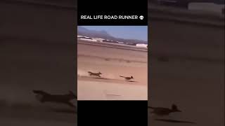 BRO LEFT A DUST TRAIL 💨#shorts #funny #meme #viral #animals #roadrunner #coyote #funnyanimals #fyp