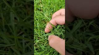 How to identify Bent Grass #bentgrass #grassyweeds