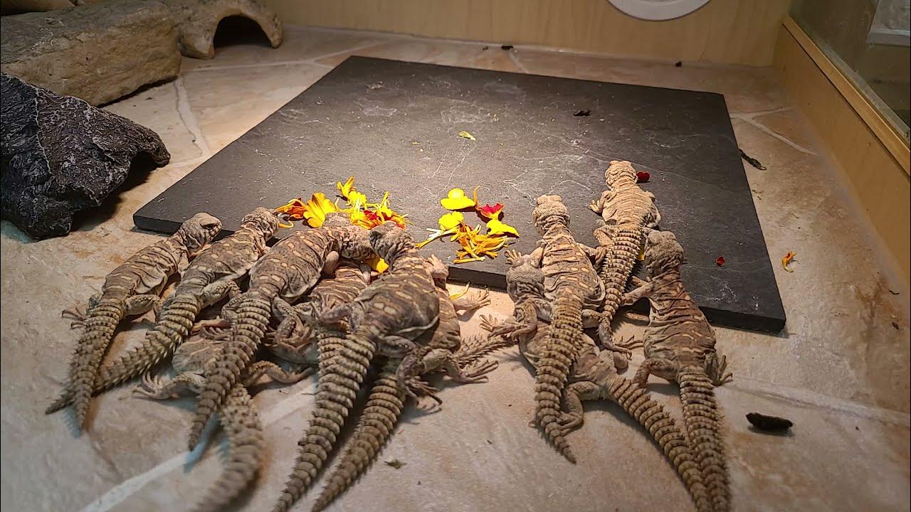 Elevages Lisard (2021) Uromastyx ornata babies eating flowers YouTube