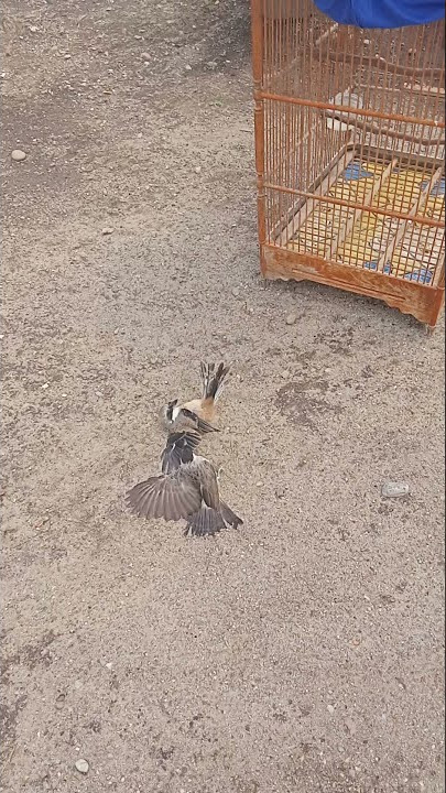 pertarungan hidup mati antara pentet dg kutilang