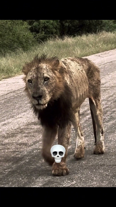 Deadly Animals 💀