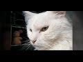 あまりにも攻撃的だった為、保健所に収容され安楽死させられそうになった猫。一人の女性の熱心な思いが伝わり・・・。【nekoの部屋】