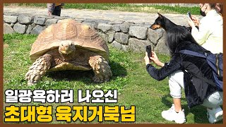 🐢지구에서 3번째로 큰 육지거북의 서울숲 산책! 시민들 난리남..☆