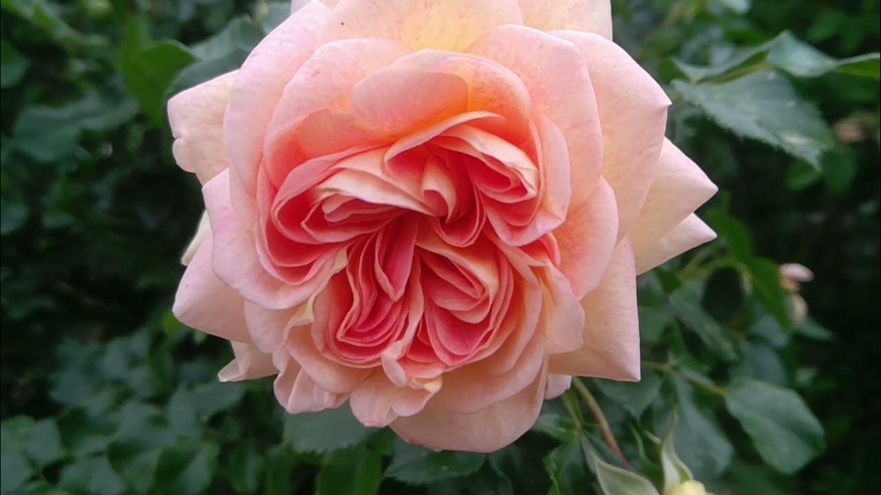 Роза интересные факты - YouTube