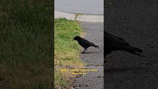 Day 3 of trying to befriend a Crow #crows #birds #viral