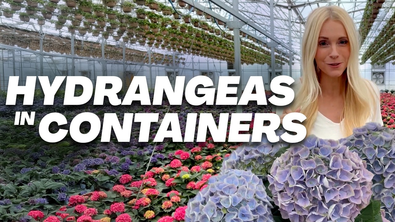 PRO tips for Hydrangeas in Pots and Containers // Utah Florist