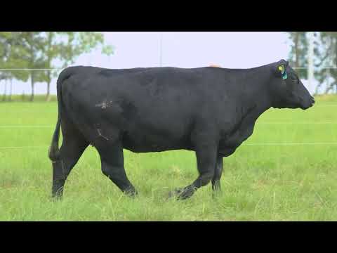 LOTE 07   TAT TE 4164 F Angus
