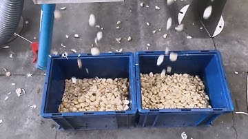 Garlic Color Sorting Machine