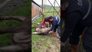 Cow Slaughter / How To Slaughter a Cow #viral #keşfet #top #camel #cow #butcher  #cows
