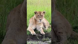 Lioness in the rain, Masai Mara, Kenya