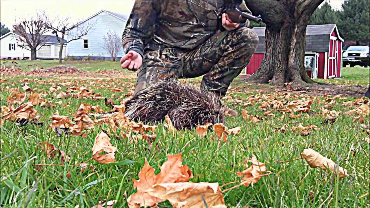 PA Porcupine Hunt Recap YouTube