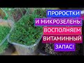 ПРОРОСТКИ И МИКРОЗЕЛЕНЬ! НЕОЦЕНИМАЯ ПОЛЬЗА ДЛЯ ОРГАНИЗМА!