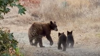 Bear Sightings In The Angeles National Forest