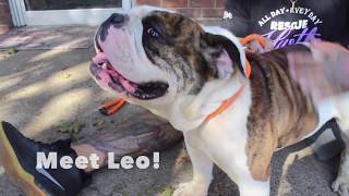 Meet Leo! | New York Bully Crew by New York Bully Crew 8,251 views 4 years ago 43 seconds
