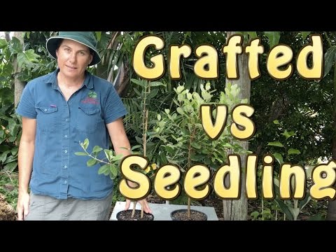 Video: When Is It Better To Plant Seedlings Of Fruit Crops?