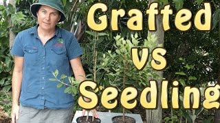 Grafted vs Seedling Fruit Trees - Which to choose? (1 of 2) 2 Difference Between Scion And Stock