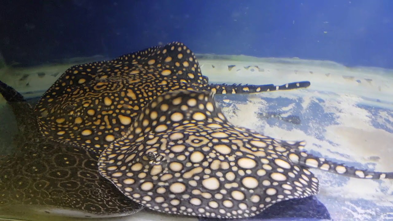 Potamotrygon sp. Royal Galaxy BD Super Hybrid YouTube