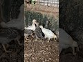 ❤️🐣