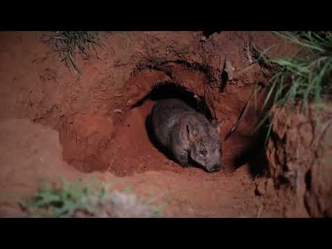 Northern Hairy-nosed Wombat