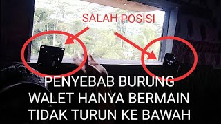 PENYEBAB BURUNG WALET HANYA BERMAIN MAIN TIDAK MAU TURUN KE BAWAH