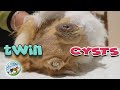 Crystal came to rescue with 2 cysts that needed attention at Cavy Central Guinea pig rescue