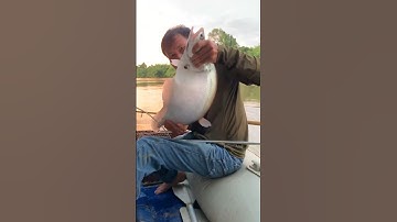 Lên em cá Thác Lác sông Sêrepok này hơi phê#cauca#caucagiaitri