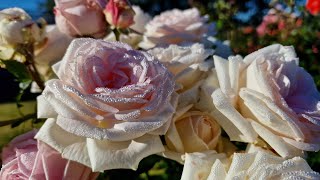 Beautiful modern roses.  Part 1. Hystad rose garden 2022.