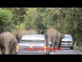 wild elephant family very angry with cars