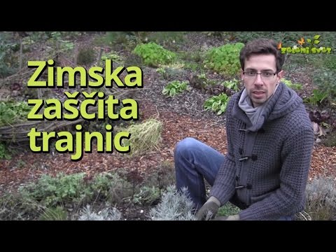 Video: Zimska zaščita amsonia - ali lahko gojite rastline modre zvezde pozimi