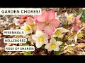 Garden chores cleanup rose of sharon seedpods pruning hellebores