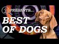 QI Compilation | Best Of Dogs