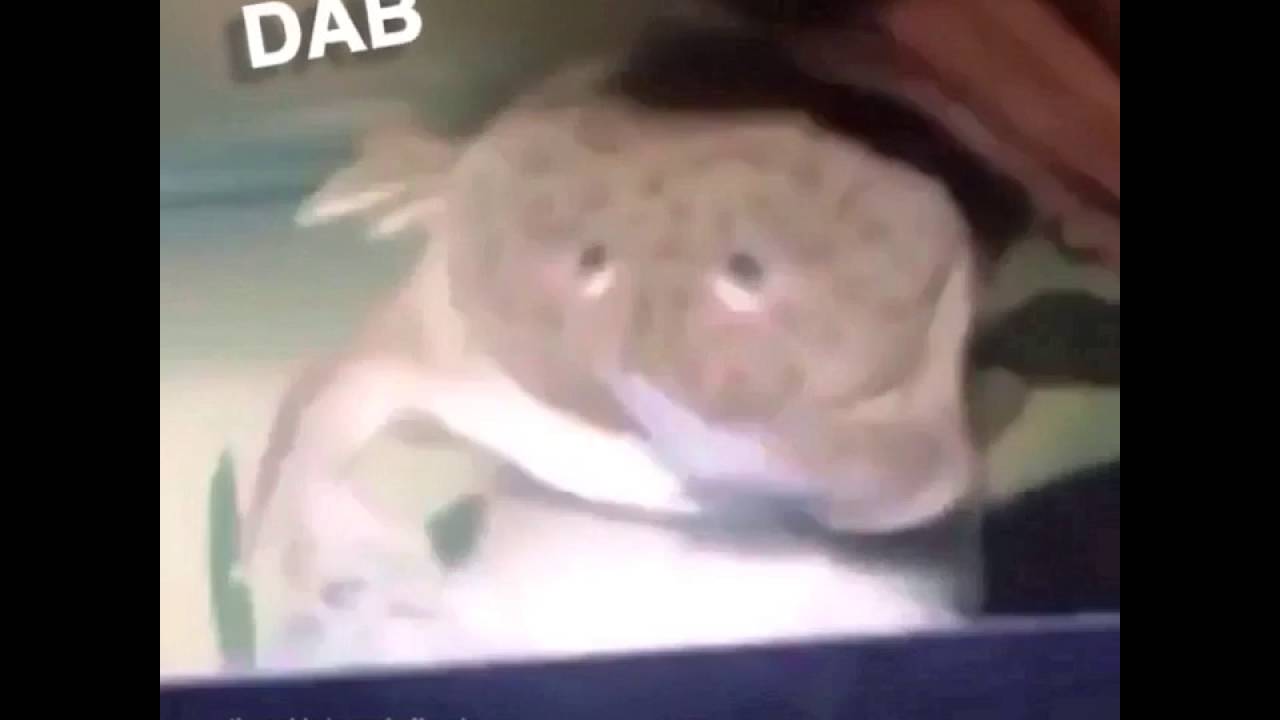 best dab ever (hilarious frog dab vine) trending comedy vines maxresdefault best dab ever (hilarious frog dab vine) trending comedy vines