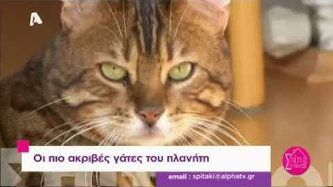 Οι πιο ακριβές γάτες του πλανήτη!
