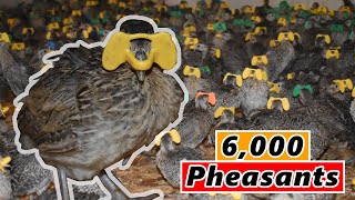 BLINDING 6,000 PHEASANTS! (Game Bird Farm)
