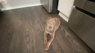 Coco The American Rednose Pitbull puppy