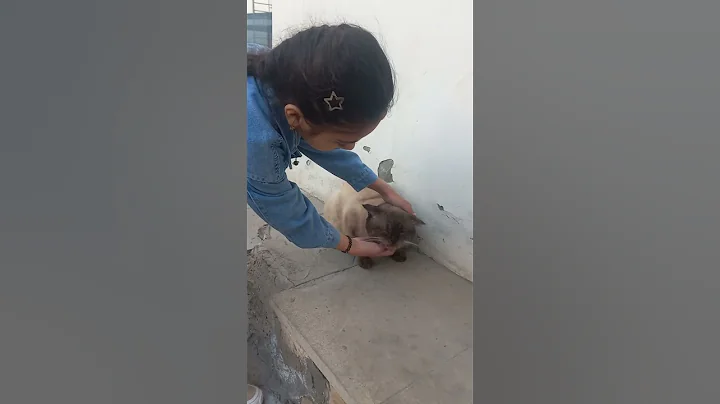 Watch the video about We found a sick cat on the street