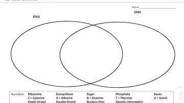 Biology - Venn Diagram - DNA vs. RNA