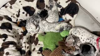 GSP/Dalmatian puppies. Incredibly beautiful and well mannered dogs!