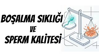 Yeni Bilgiler Boşalma Sıklığı Ve Sperm Kalitesi