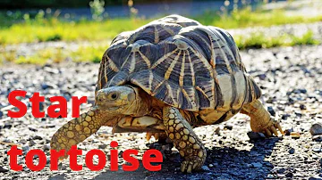 sri lankan star tortoise