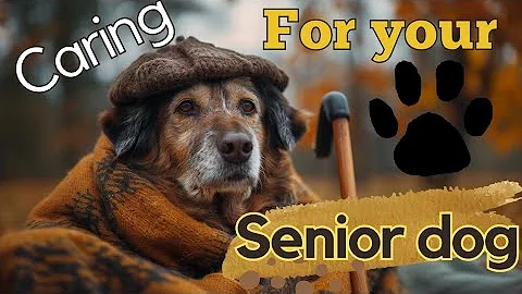 A Guide to Caring for Senior Dogs