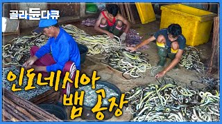 물리면 사망에 이르는 독사와 매일 맨몸으로 싸우는 인도네시아 땅꾼 | 전 세계 어디서도 보기 힘든 인도네시아 뱀 공장 | 극한직업 |#골라듄다큐